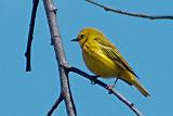 Yellow Warbler_DSCF02618